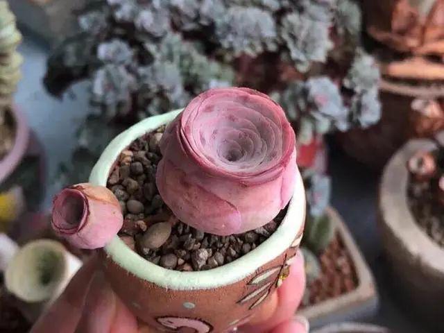 多肉小球玫瑰_多肉小球玫瑰徒長(zhǎng)了怎么辦_多肉植物小球玫瑰