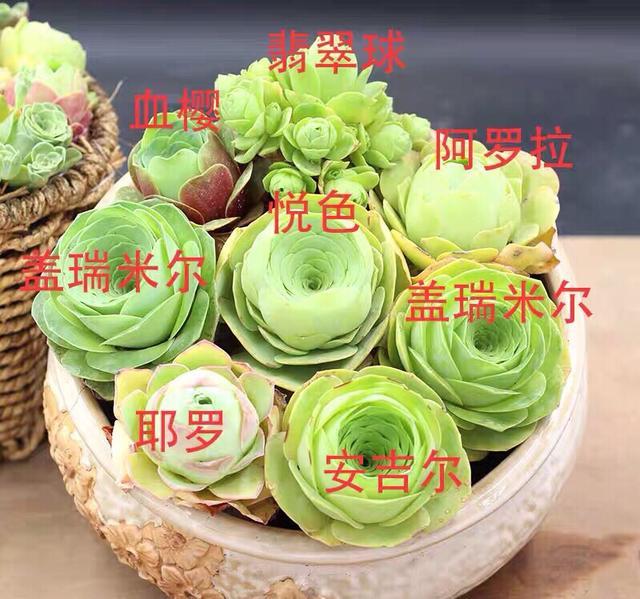 多肉小球玫瑰_多肉小球玫瑰徒長(zhǎng)了怎么辦_多肉植物小球玫瑰