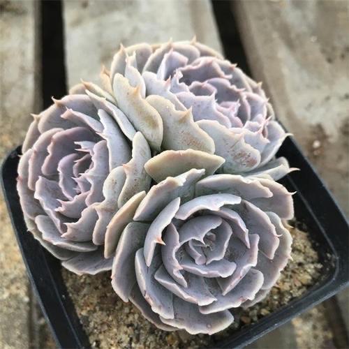 多肉小球玫瑰_多肉小球玫瑰徒長(zhǎng)了怎么辦_多肉植物小球玫瑰