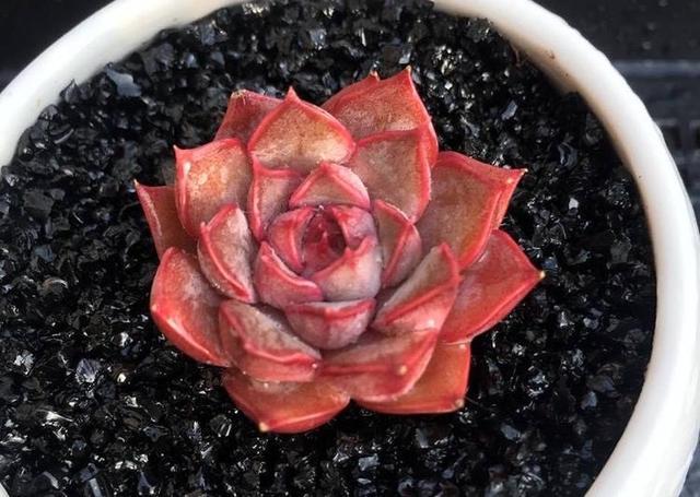 多肉小球玫瑰徒長(zhǎng)了怎么辦_多肉小球玫瑰_多肉植物小球玫瑰