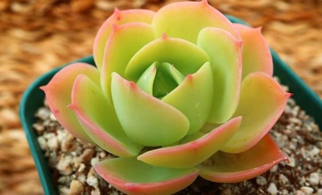 多肉小球玫瑰徒長(zhǎng)了怎么辦_多肉植物小球玫瑰_多肉小球玫瑰