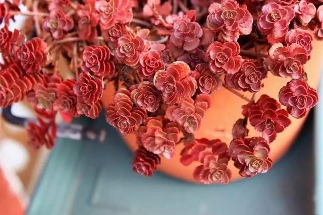 多肉小球玫瑰_多肉植物小球玫瑰_多肉小球玫瑰徒長(zhǎng)了怎么辦