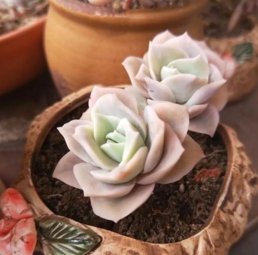 多肉小球玫瑰徒長(zhǎng)了怎么辦_多肉小球玫瑰_多肉植物小球玫瑰