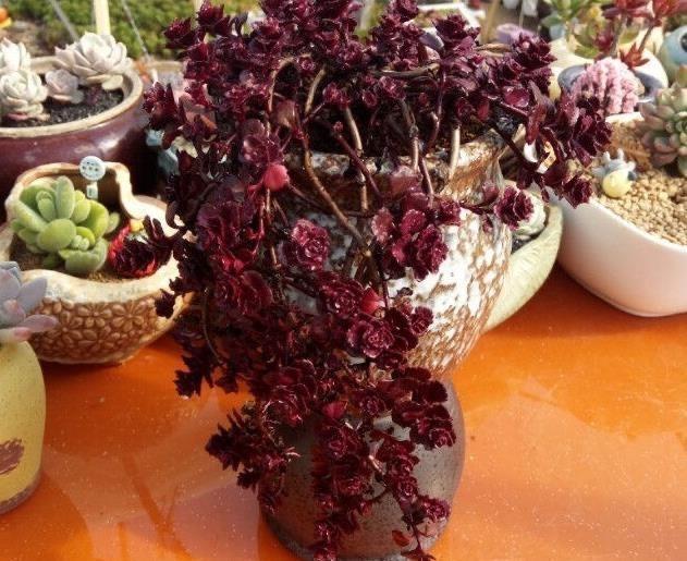 多肉小球玫瑰徒長(zhǎng)了怎么辦_多肉植物小球玫瑰_多肉小球玫瑰