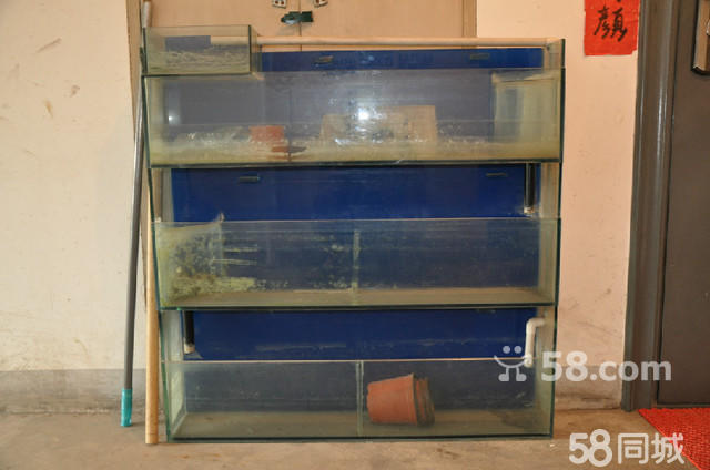 【圖】專業人士自行設計精品小型觀賞魚魚缸 