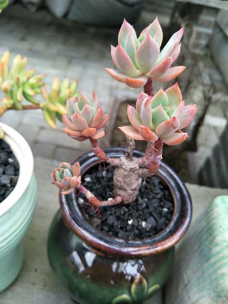 服盆期多肉氣根長不停，這是什么原因呢？該如何解決呢？