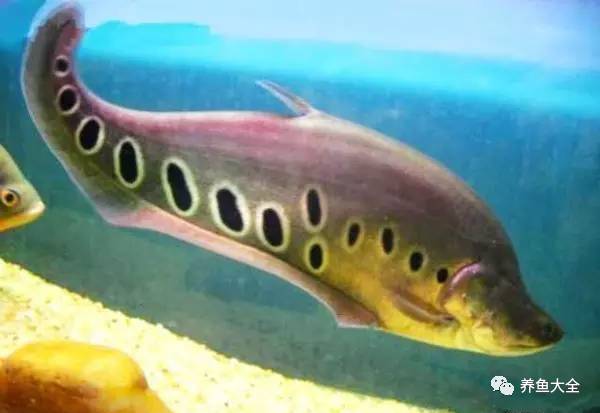 大型觀賞魚你喜歡那些？