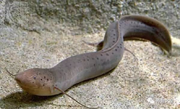 上層觀賞魚有哪幾種魚_上層觀賞魚有哪些淡水魚_上層觀賞魚