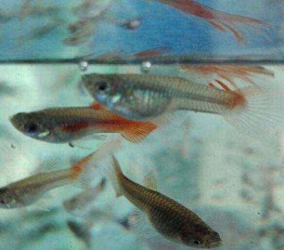 觀賞魚附近地址_附近觀賞魚店在哪里_最近的觀賞魚店