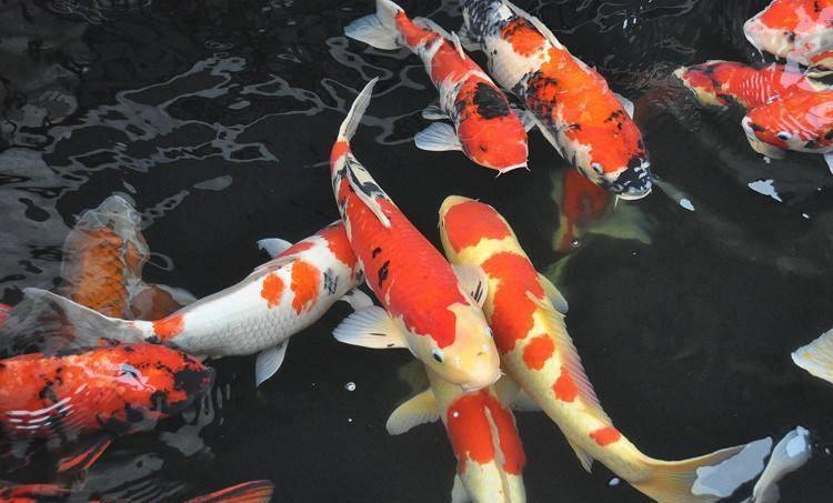 觀賞棒加熱魚需要加水嗎_觀賞棒加熱魚需要加熱棒嗎_不需要加熱棒的觀賞魚