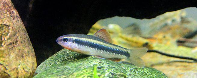 觀賞棒加熱魚需要加熱棒嗎_觀賞棒加熱魚需要加水嗎_不需要加熱棒的觀賞魚