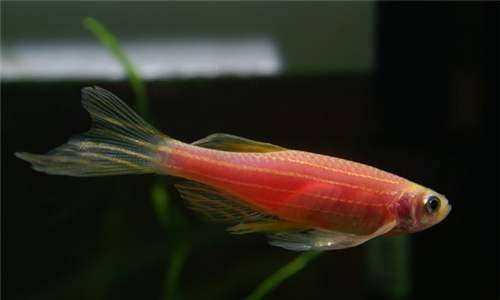 觀賞棒加熱魚需要加熱棒嗎_觀賞棒加熱魚需要加水嗎_不需要加熱棒的觀賞魚