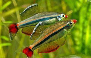 觀賞棒加熱魚需要加熱棒嗎_不需要加熱棒的觀賞魚_觀賞棒加熱魚需要加水嗎