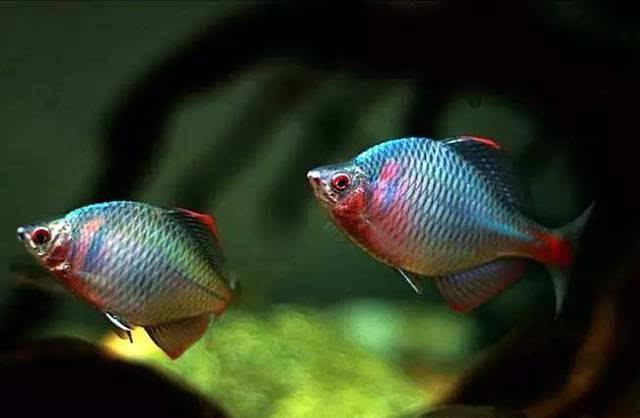 不需要加熱棒的觀賞魚_觀賞棒加熱魚需要加熱棒嗎_觀賞棒加熱魚需要加水嗎