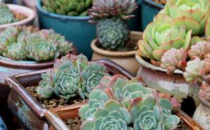 怎樣繁殖多肉錢串_多肉錢串怎么繁殖_多肉串錢的種植方法