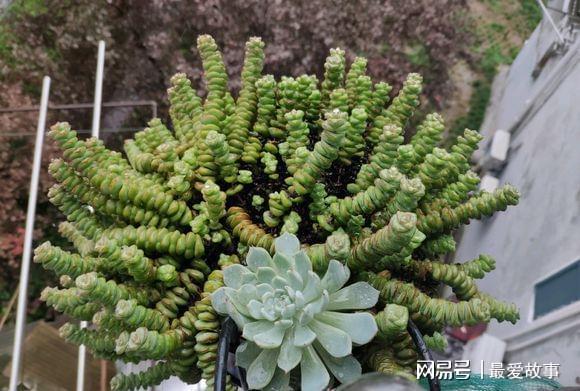 最好養的多肉，插在土里就能活，一根枝繁殖10棵，15天生根