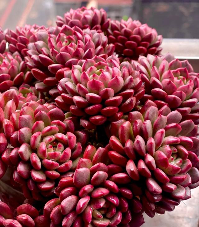 那些美出天際的多肉，既漂亮又好養，治愈心靈第一名