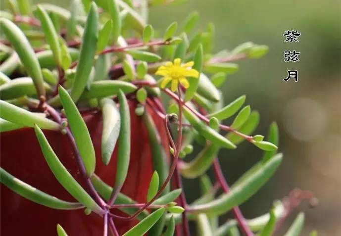 多肉錢串怎么繁殖_多肉串錢的種植方法_串錢多肉怎樣扦插