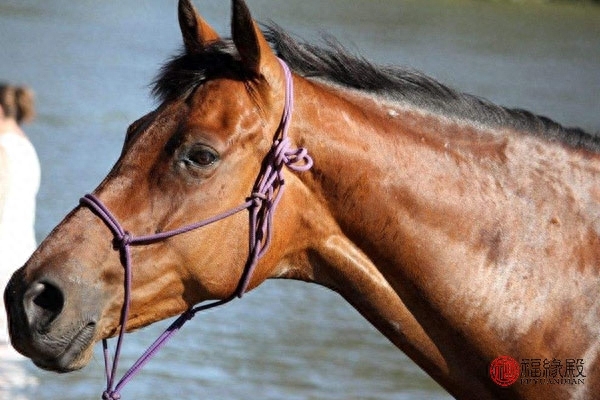 龍女狗男婚姻怎樣_男龍女狗婚姻是否相配好不好_龍女狗男兩生肖能在一起嗎