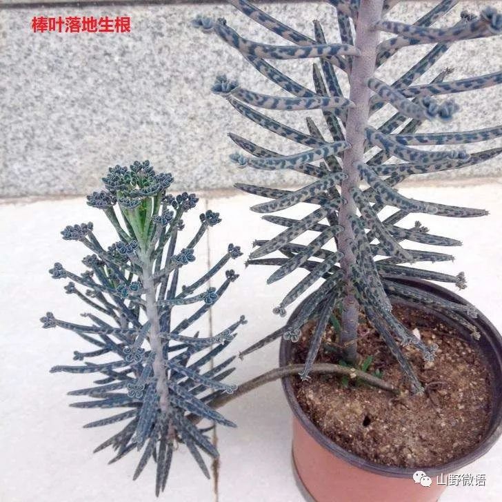 落地生根多肉植物_落地生根多肉植物有毒嗎_多肉落地生根