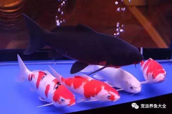 好看的中型觀賞魚_最漂亮的中型觀賞魚_觀賞中型漂亮魚品種