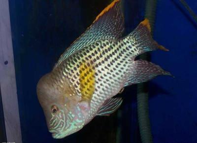 觀賞魚的種類有哪些？