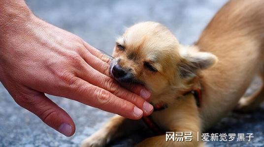 狗狗打的狂犬疫苗價格_給狗打疫苗多少錢狂犬_給狗狗打狂犬疫苗多少錢