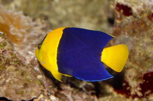 觀賞魚有哪些品種_觀賞品種魚有哪些種類_觀賞品種魚有哪些