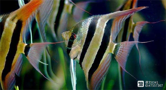 觀賞魚有哪些品種_觀賞魚有多少品種_觀賞品種魚有哪些品種