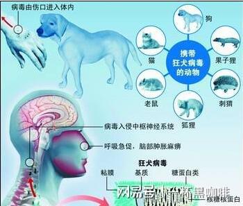給狗狗打狂犬疫苗多少錢_給狗狗打狂犬疫苗多少錢_給狗狗打狂犬疫苗多少錢