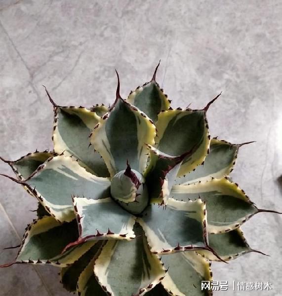 怕曬多肉有哪些_多肉曬太陽有什么好處_不怕曬的多肉