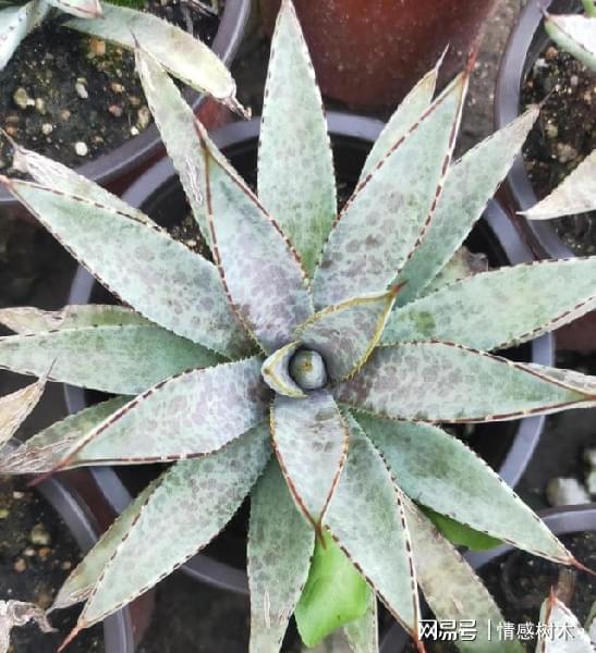 不怕曬的多肉_多肉曬太陽有什么好處_怕曬多肉有哪些