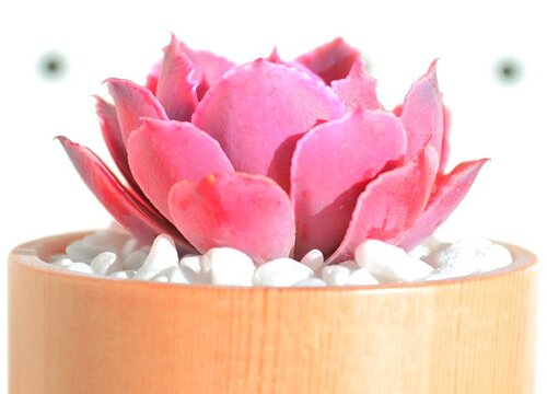 不怕曬的多肉_不怕曬的多肉_不怕曬的多肉