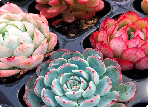 不怕曬的多肉_不怕曬的多肉_不怕曬的多肉