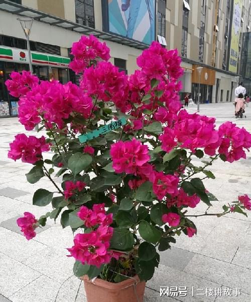 不怕曬的多肉_怕曬多肉有哪些_多肉曬太陽有什么好處