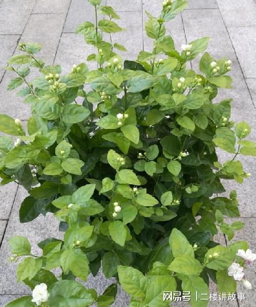 怕曬多肉有哪些_不怕曬的多肉_多肉曬太陽有什么好處