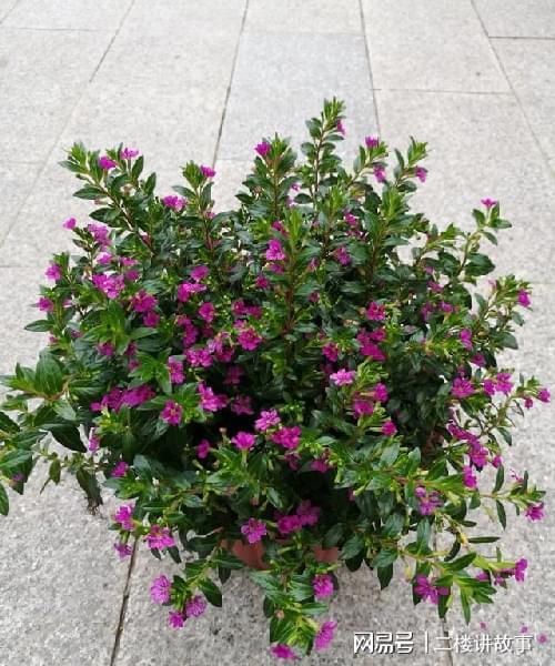 多肉曬太陽有什么好處_怕曬多肉有哪些_不怕曬的多肉