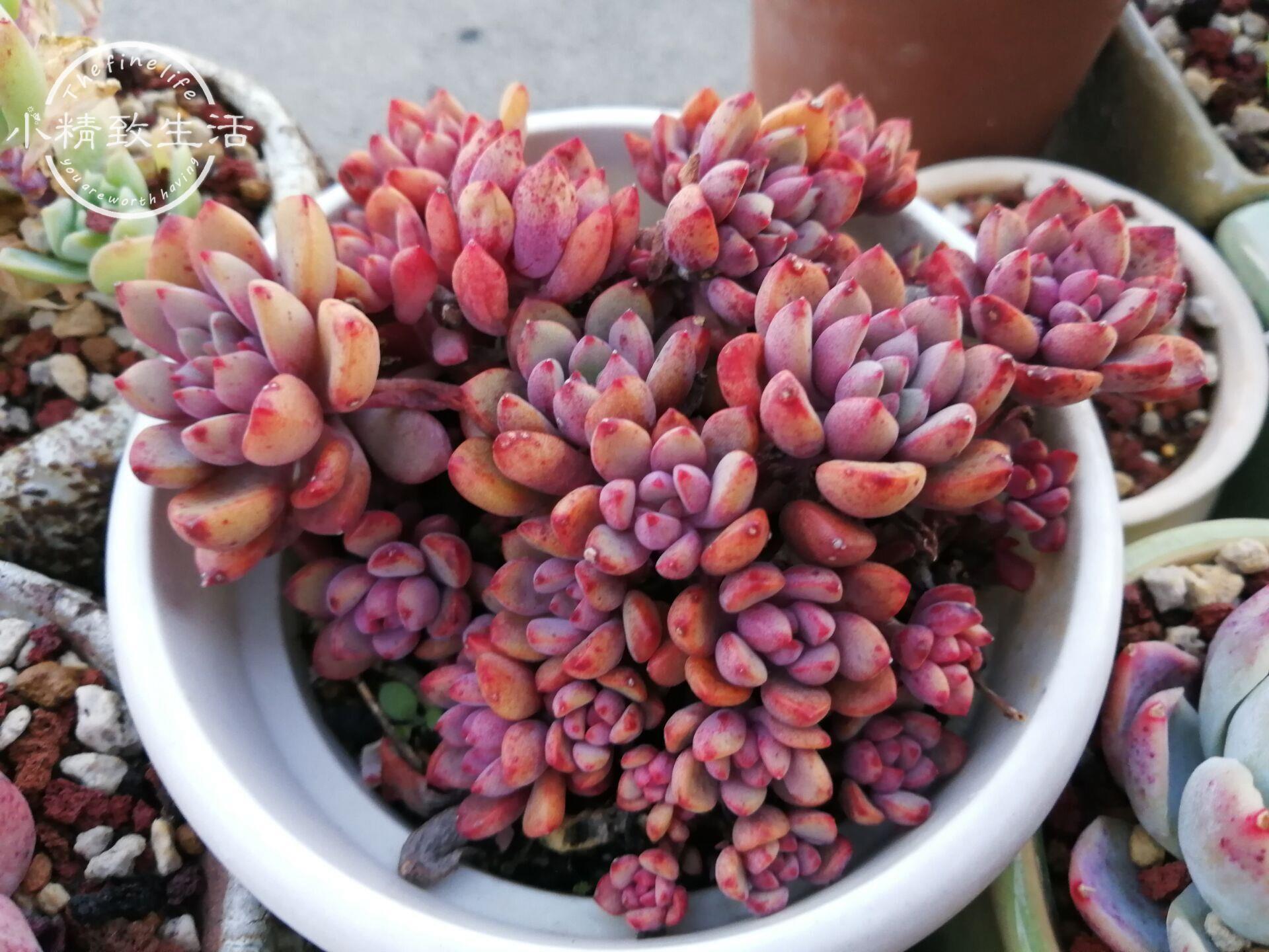 多肉上盆前修根有4個好處，6種形態的根系，修根方法各不相同