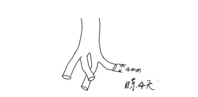 多肉長須根出很多葉子_多肉長出很多須根_多肉長須根出很多芽怎么辦
