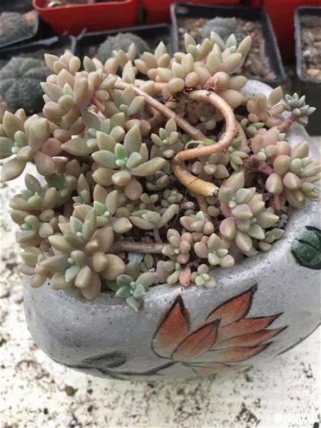 多肉長須根出很多芽_多肉長須根怎么回事_多肉長出很多須根