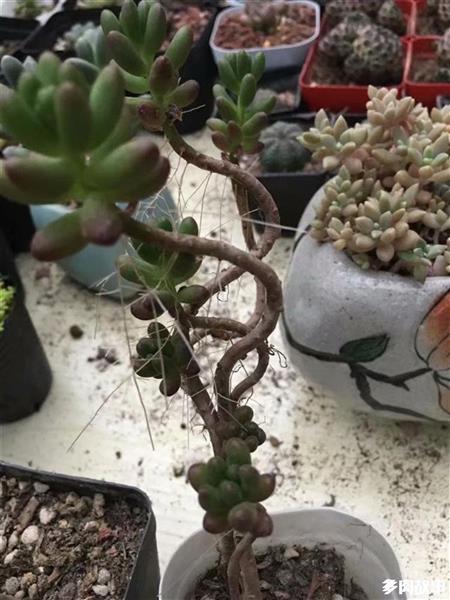 多肉長須根怎么回事_多肉長須根出很多芽_多肉長出很多須根