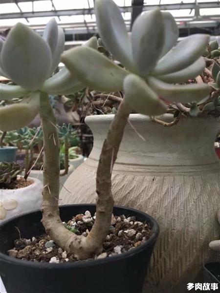 多肉長須根出很多芽_多肉長須根怎么回事_多肉長出很多須根