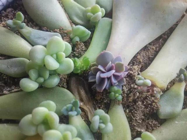 多肉葉插，側躺要比平鋪更容易“扎根”！