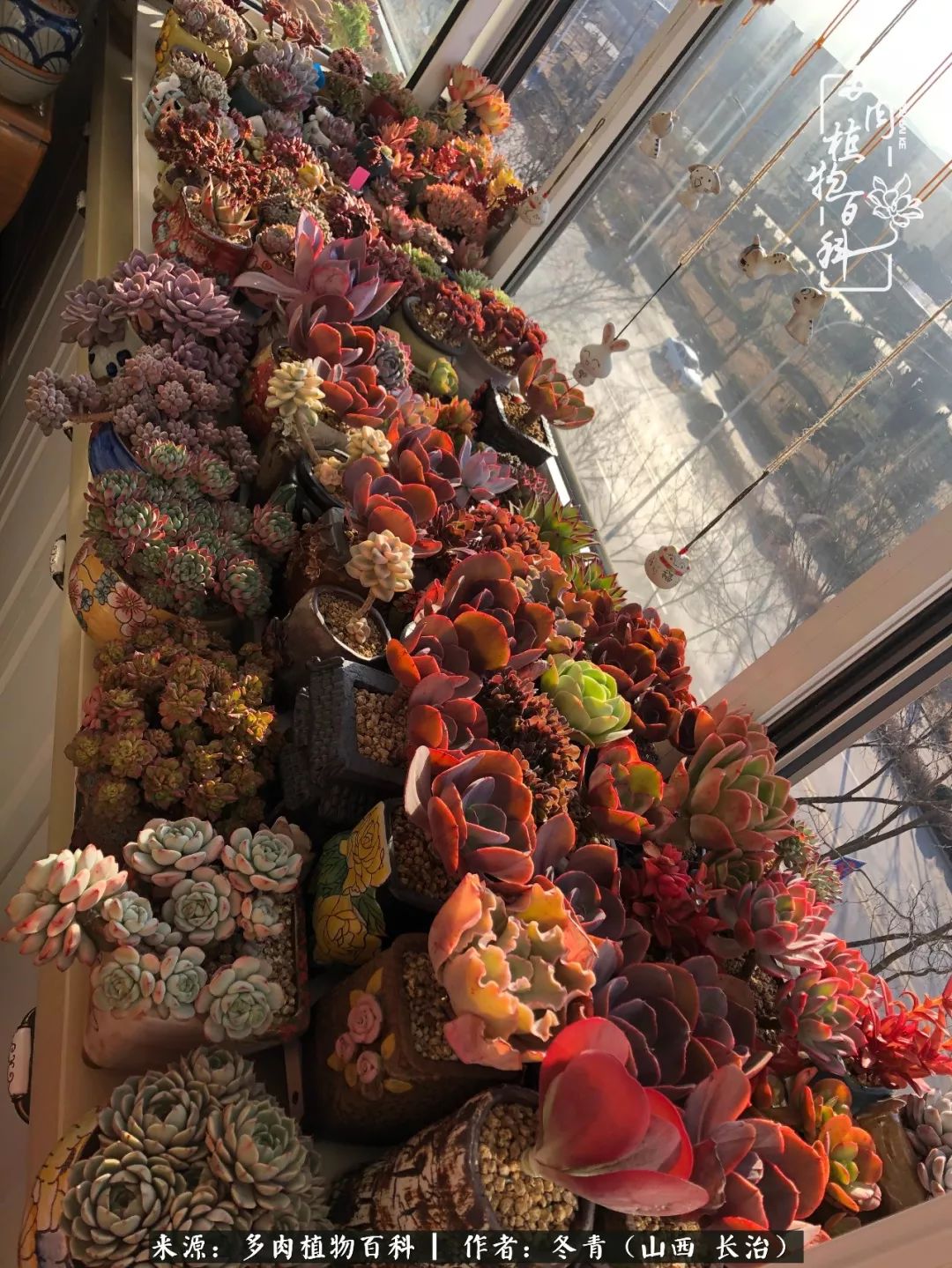 多肉長出很多須根_多肉長出很多須根_多肉長出很多須根