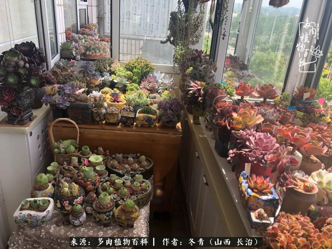 多肉長出很多須根_多肉長出很多須根_多肉長出很多須根