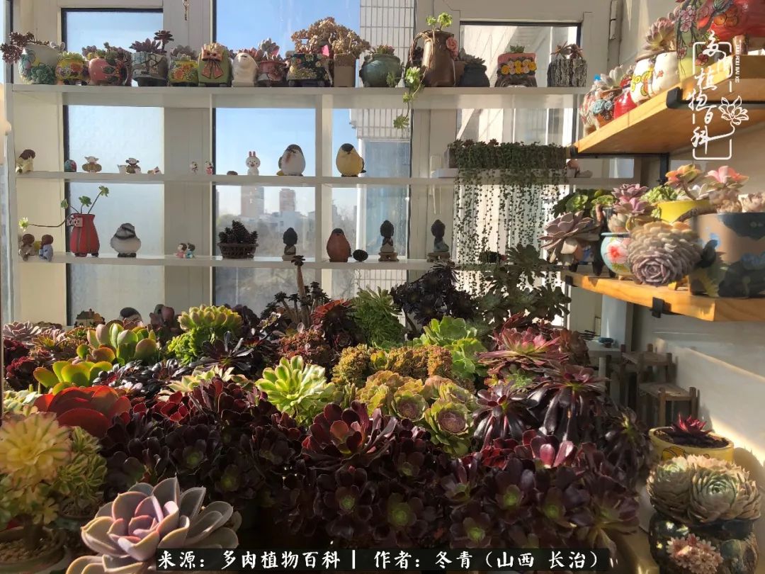 多肉長出很多須根_多肉長出很多須根_多肉長出很多須根