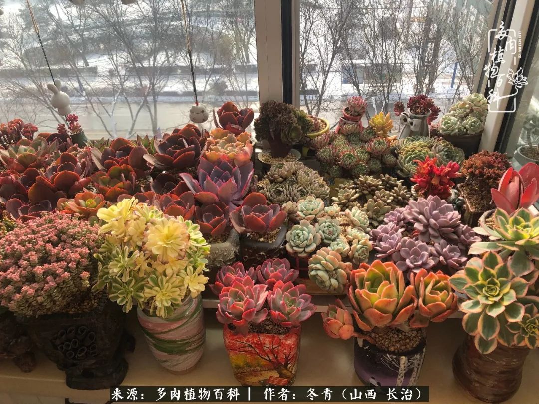 多肉長出很多須根_多肉長出很多須根_多肉長出很多須根