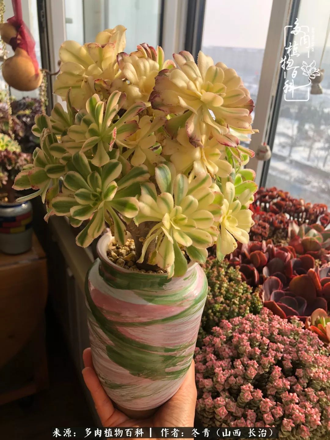 多肉長出很多須根_多肉長出很多須根_多肉長出很多須根