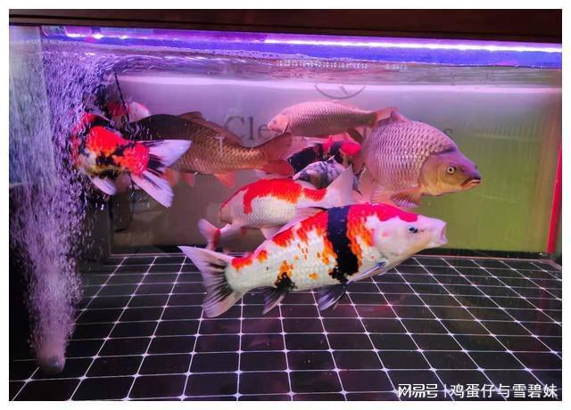 白色的觀賞魚_觀賞白色魚有哪些品種_白色的觀賞魚有哪些