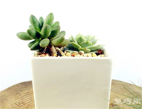 多肉千代田之松的養殖方法及繁殖方法